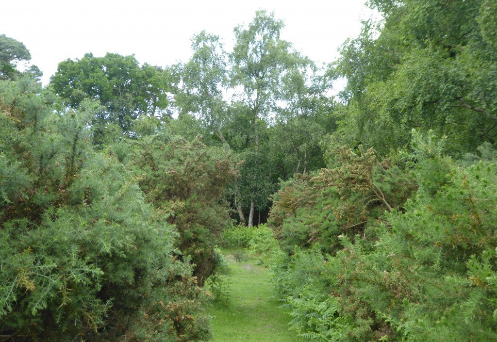 Captain's Wood