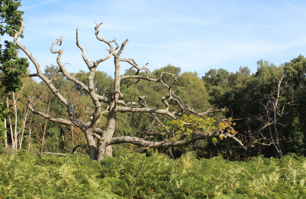 Captain's Wood