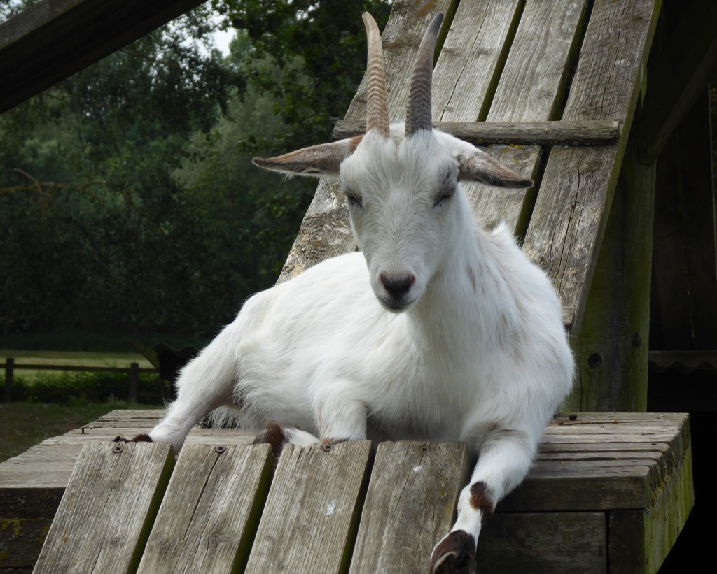 Goat at Easton Farm Park