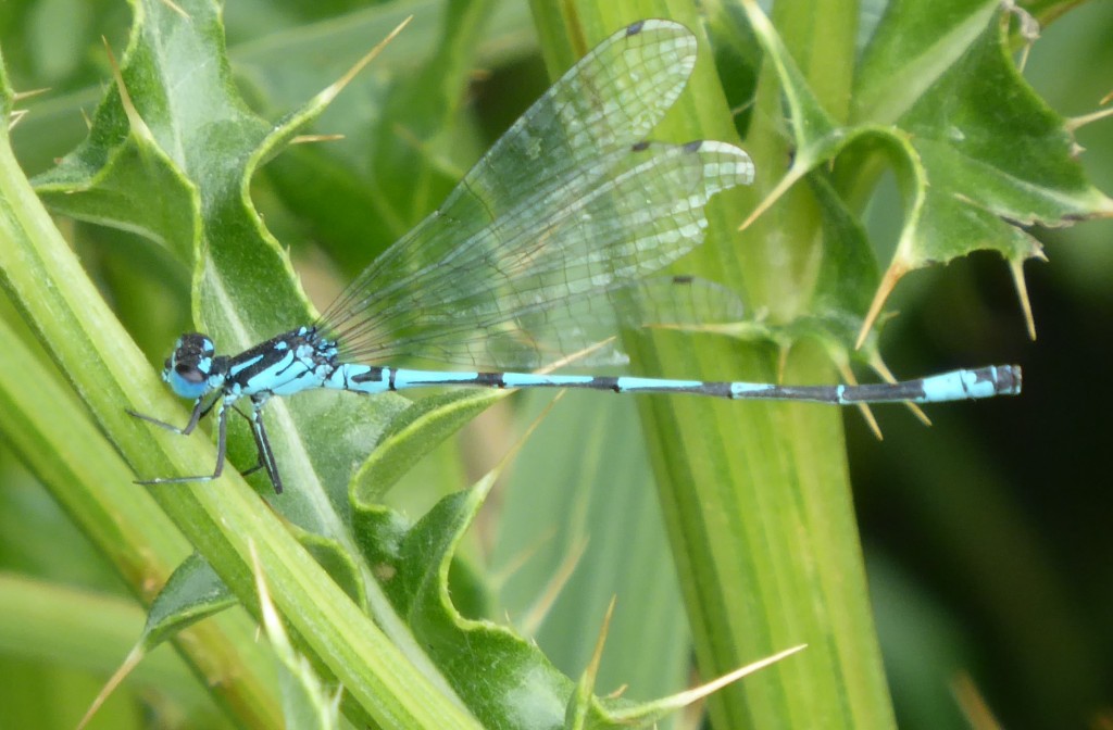 Damselfly at Minsmere