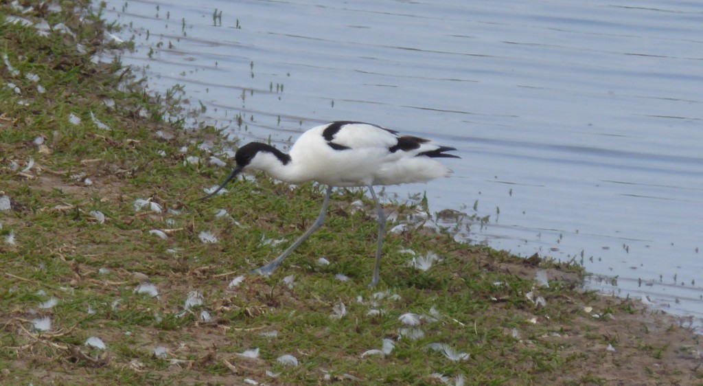 Minsmere