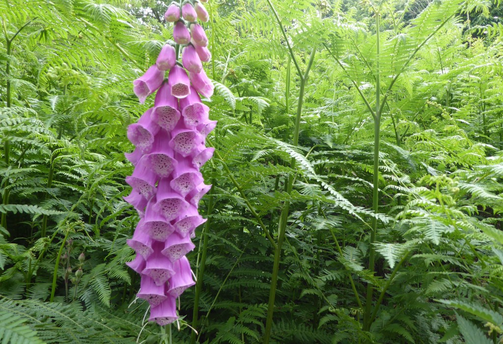 minsmere