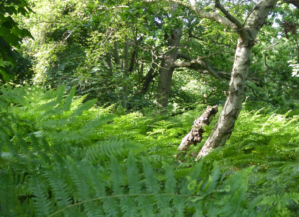 Woodland trail at minsmere