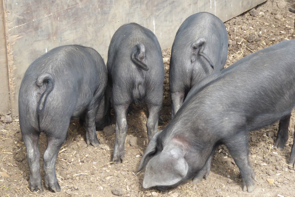 Pigs at Easton Farm Park