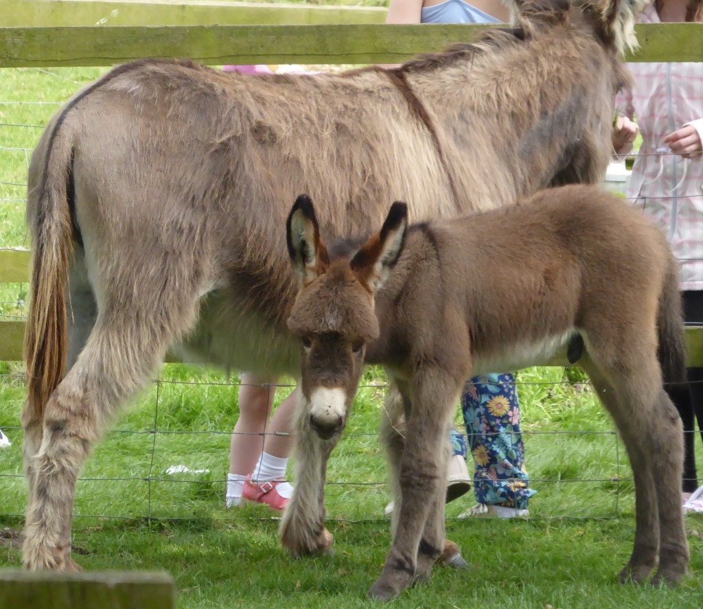 Donkeys at Easton Farm PArk