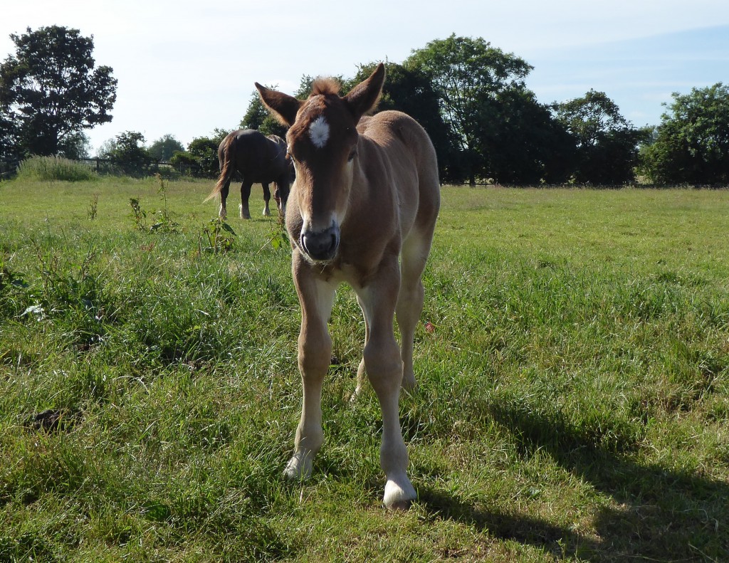 Suffolk punch foal at Easton Farm Park