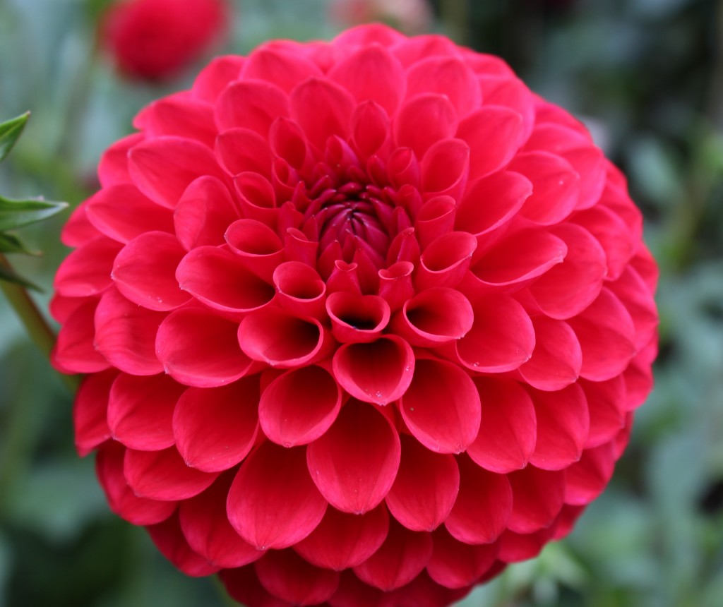 dahlias at Anglesey Abbey