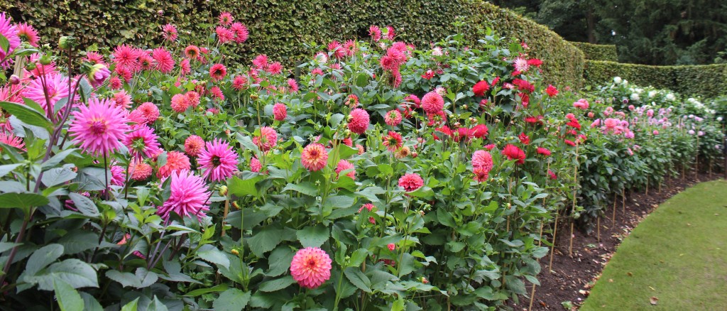 Anglesey Abbey dahlia garden