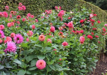 Anglesey Abbey dahlia garden