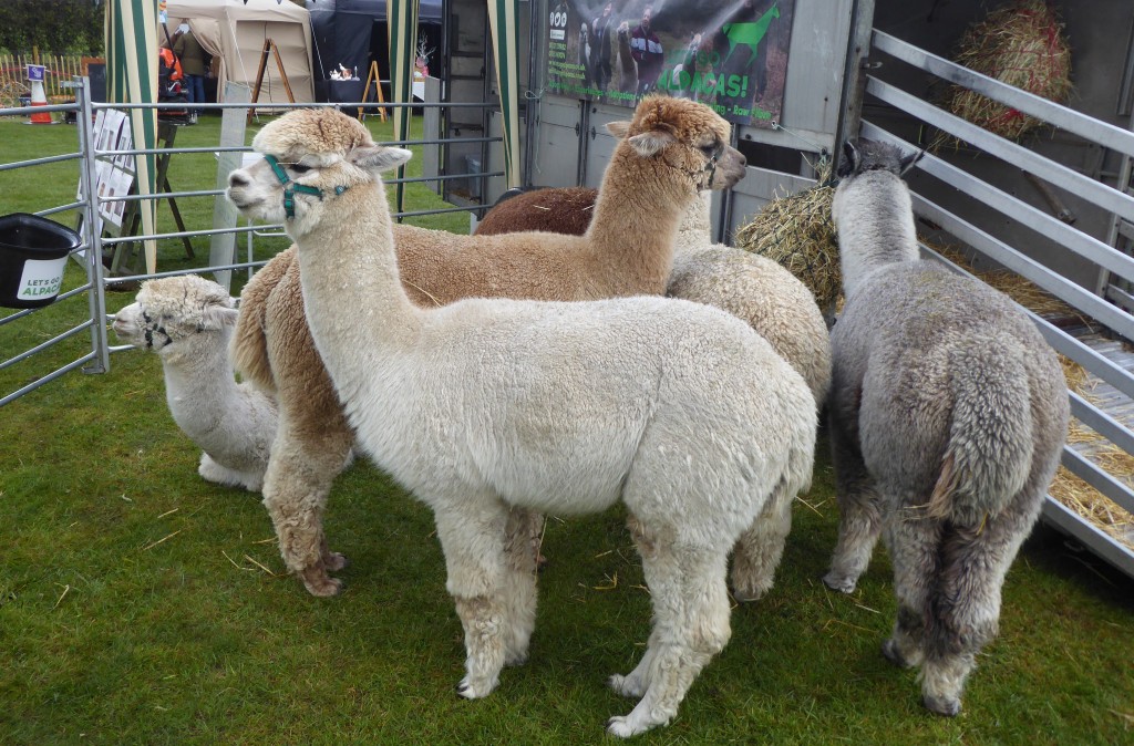 Framlingham country show