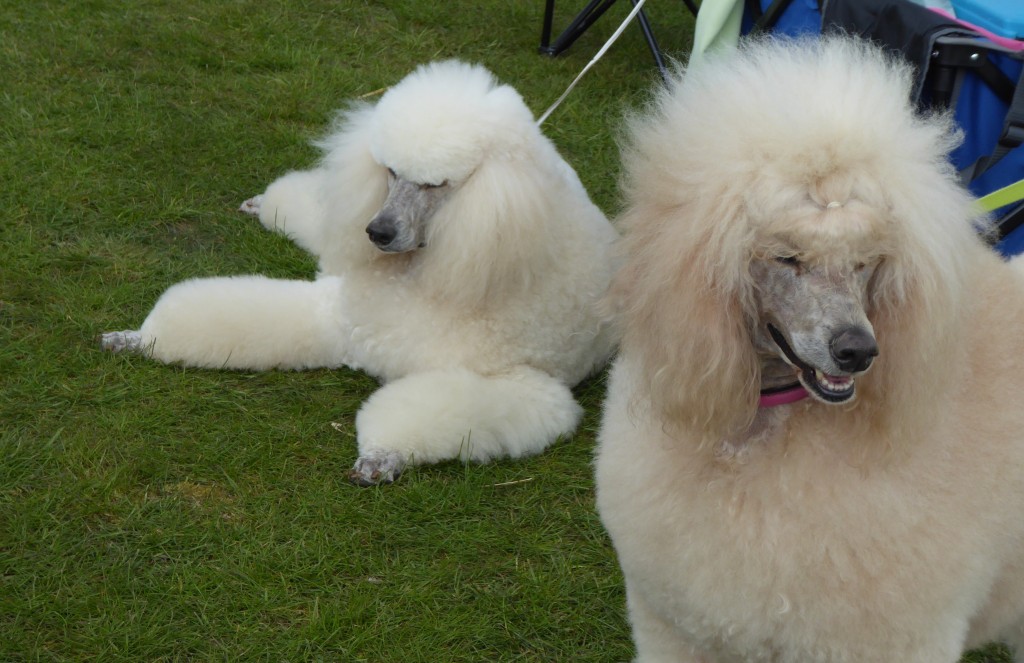 Framlingham country show