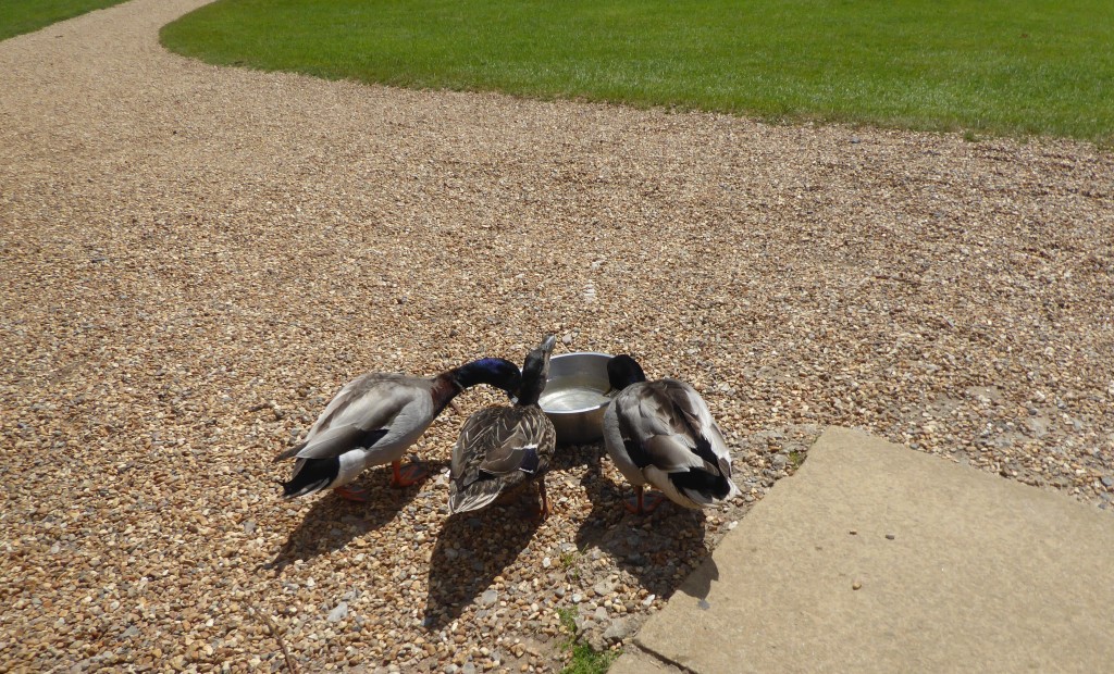 ducks at bodiam castle