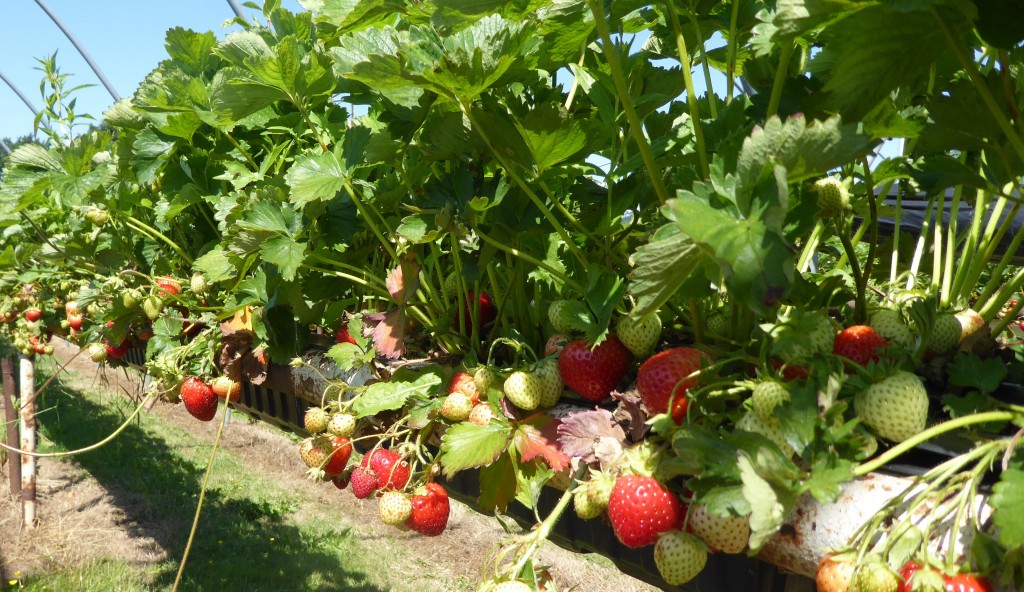 strawberry picking suffolk