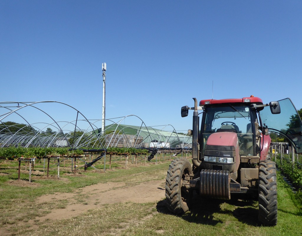 strawberry picking suffolk