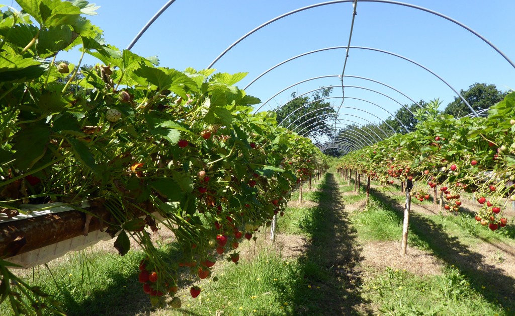 strawberry picking suffolk