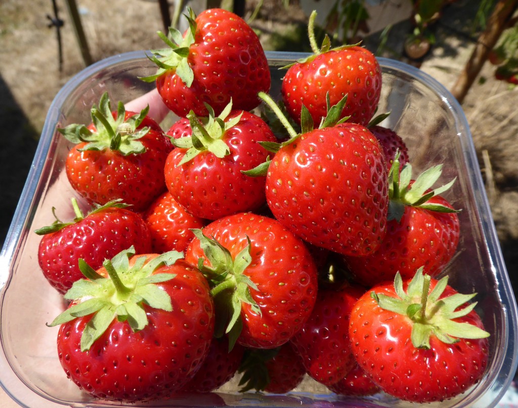 strawberry picking suffolk