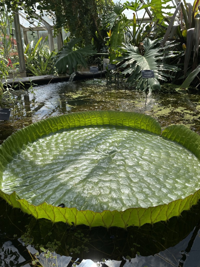 Santa Cruz Water Lily
