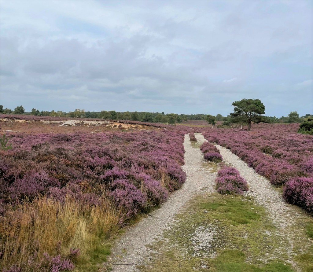 westleton heath nature reserve