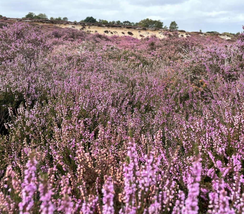 westleton heath nature reserve