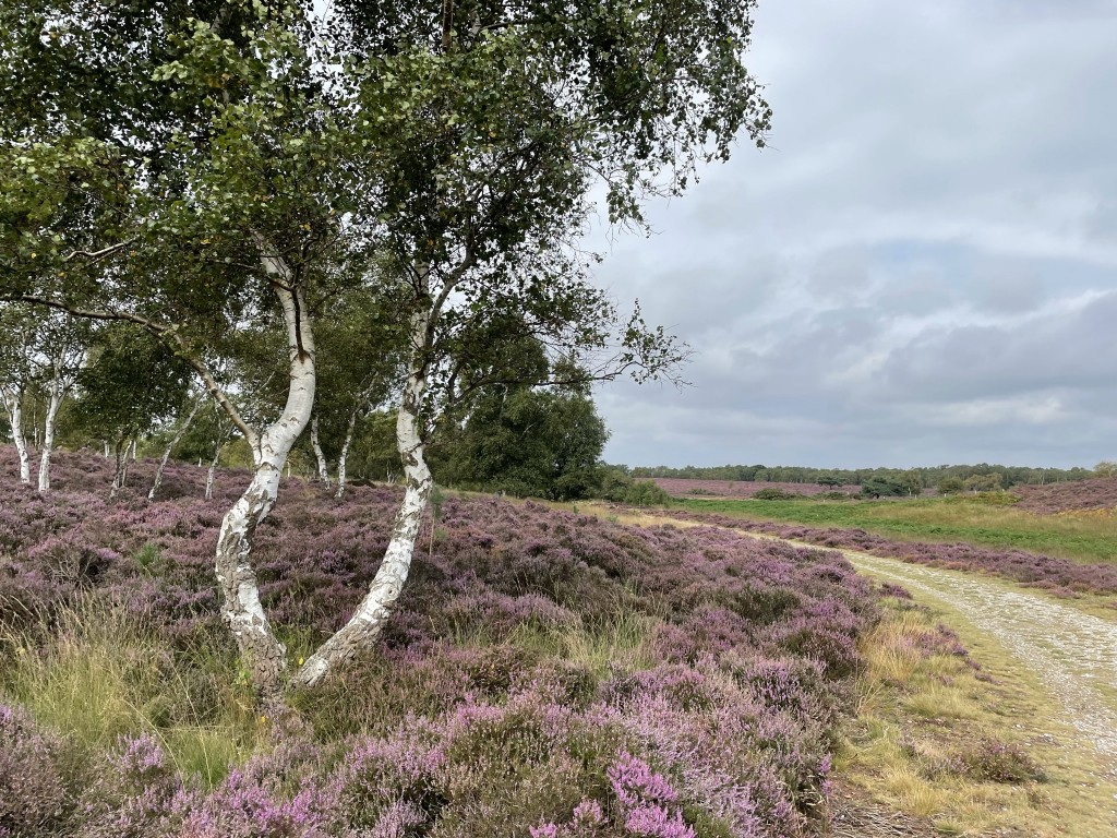 westleton heath nature reserve