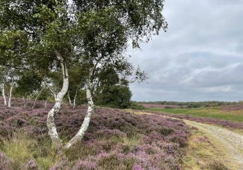 westleton heath nature reserve