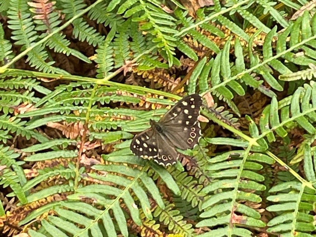 westleton heath nature reserve